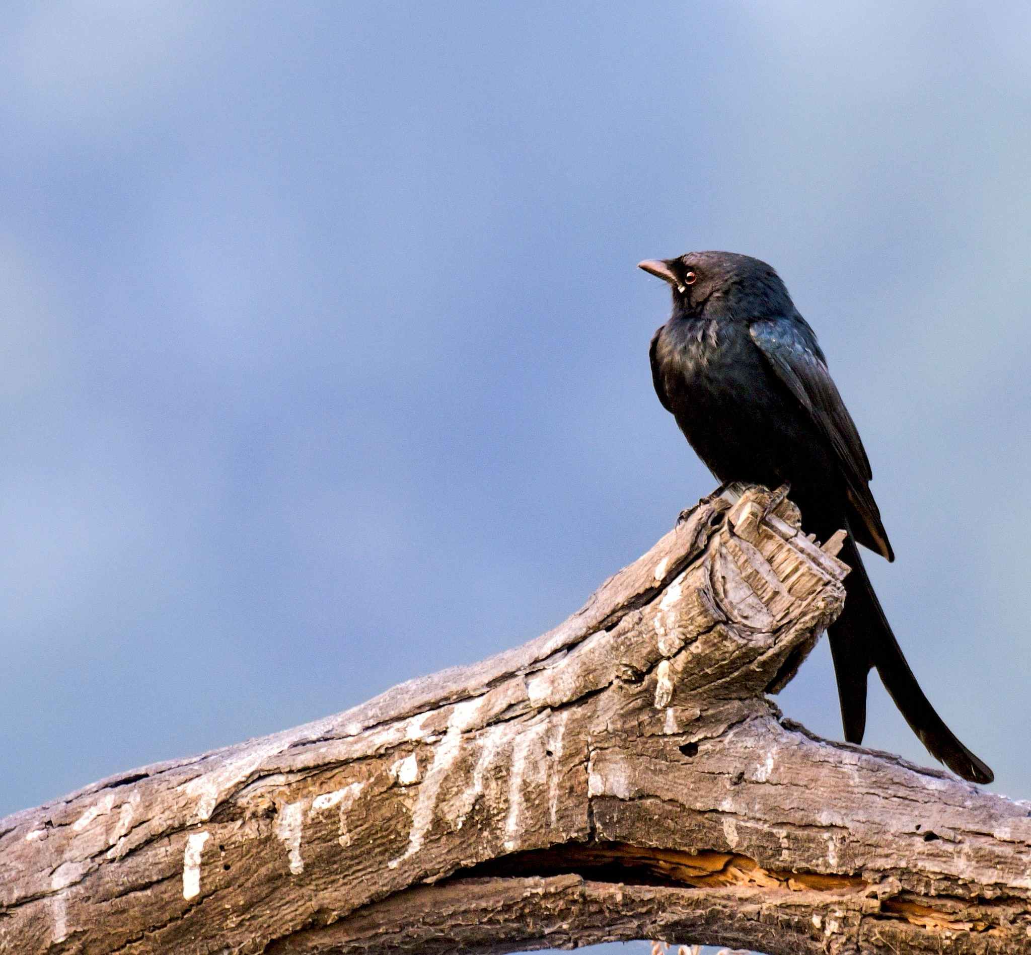 Black Drongo Bird